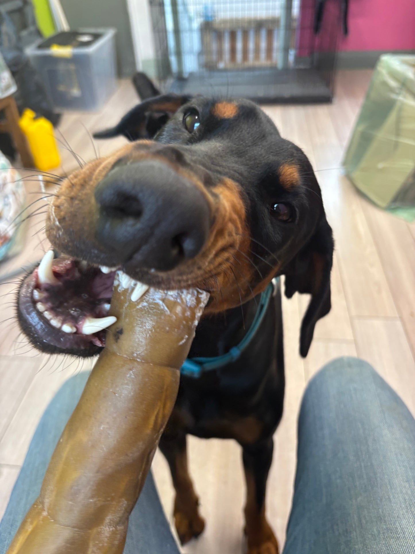 Giant Camel Skin Rolls