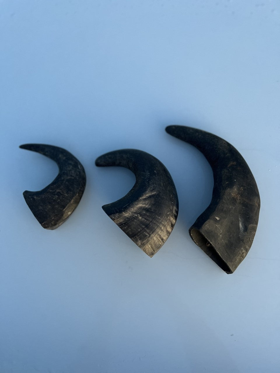 Buffalo Horn