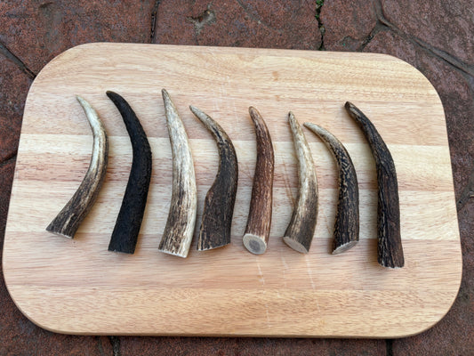 Scottish Deer Antler