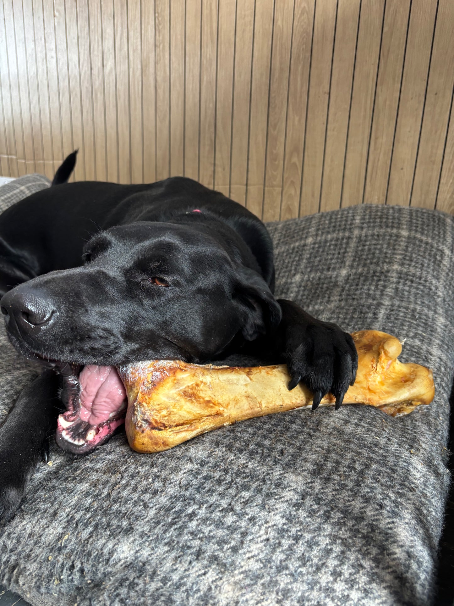 Ostrich Honeycomb Bone