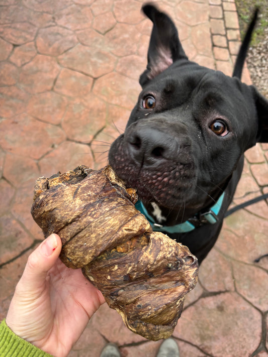 Buffalo Lung Wrapped Trachea
