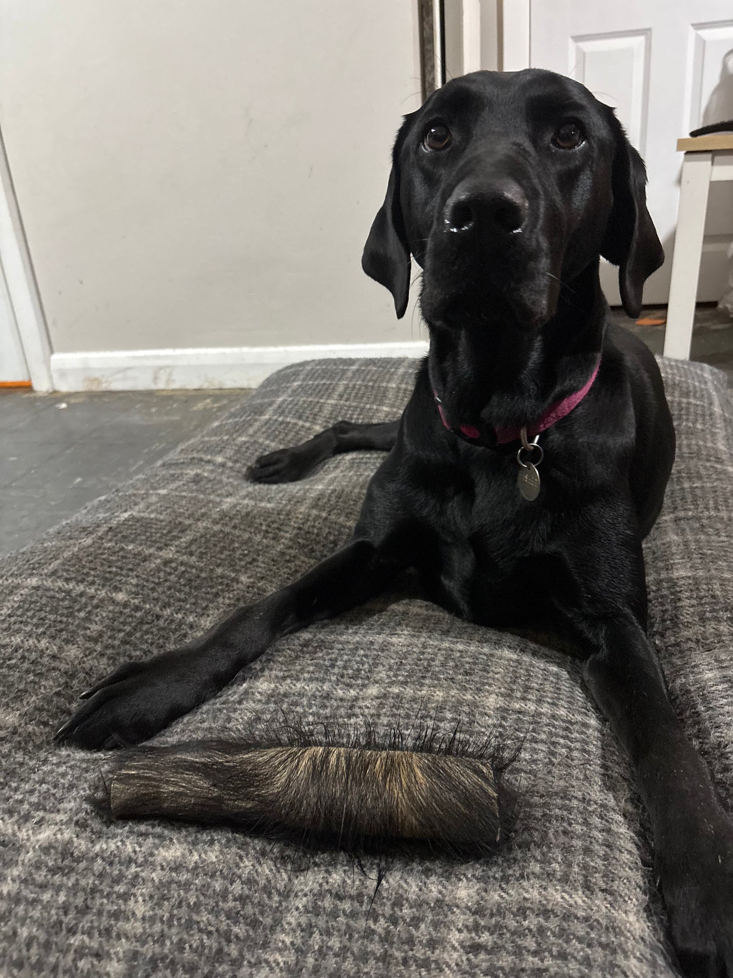 Large Hairy Buffalo Skin Rolls