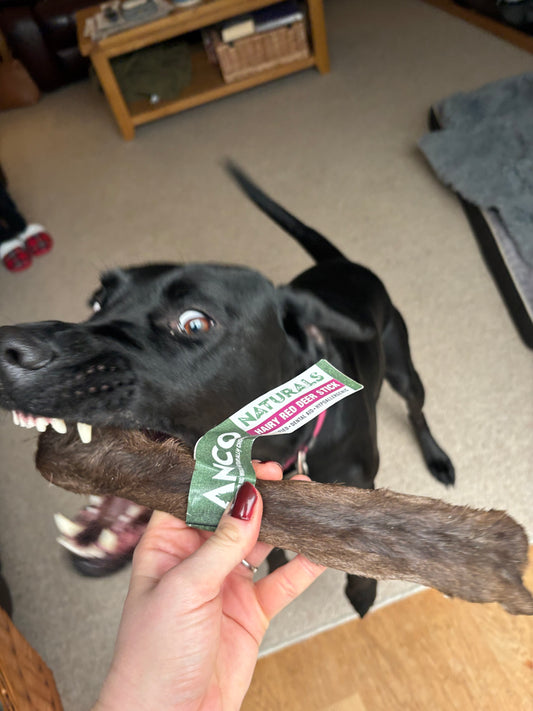 Large Hairy Red Deer Skins