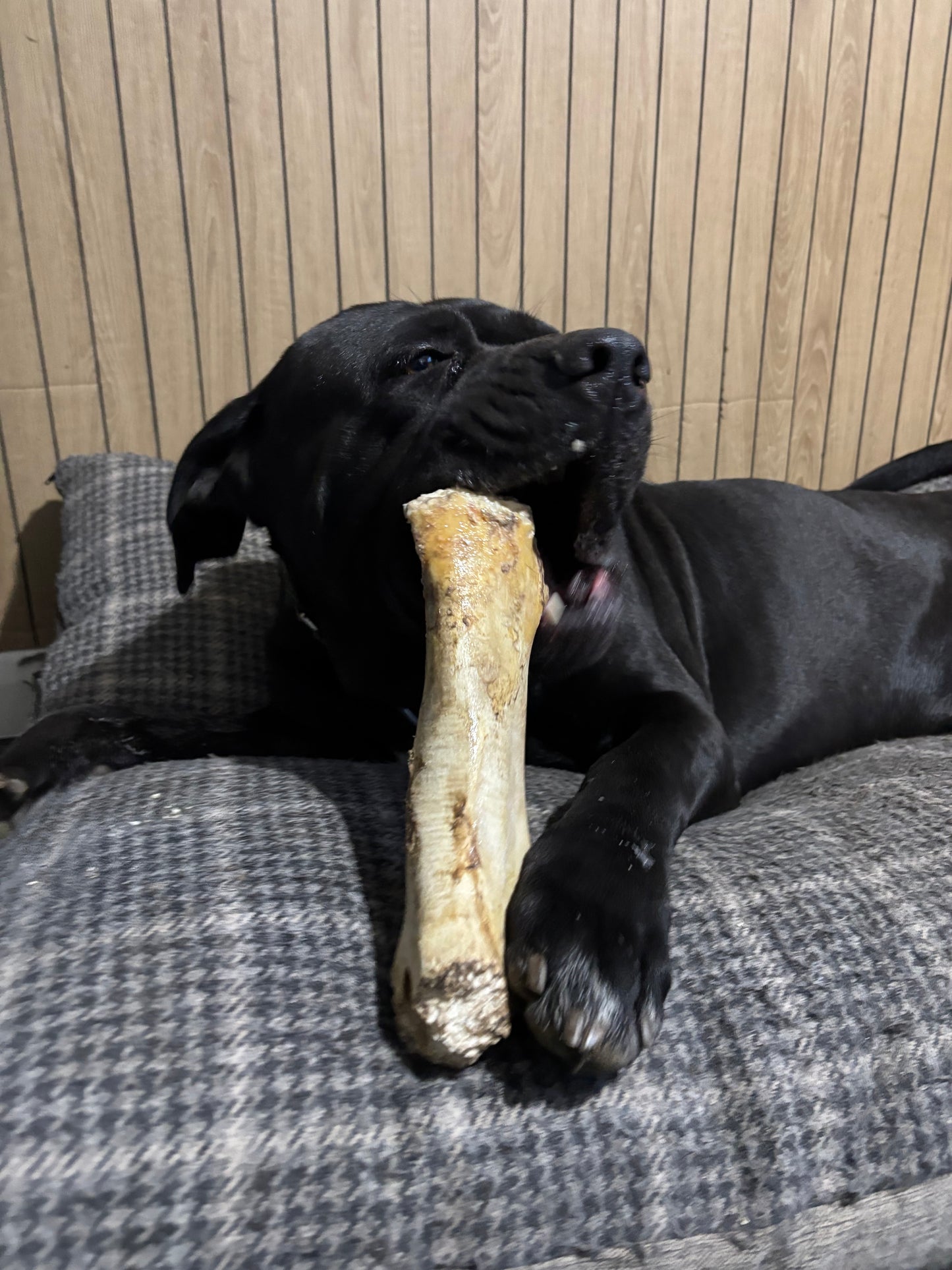 Ostrich Honeycomb Bone