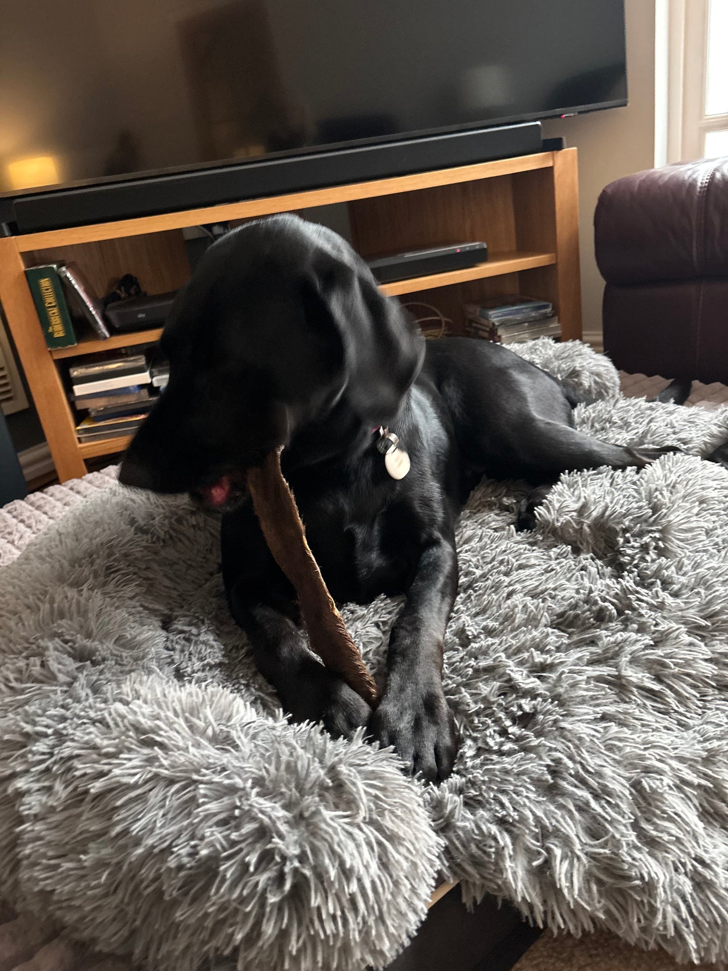 Large Hairy Red Deer Skins