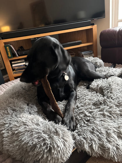 Large Hairy Red Deer Skins