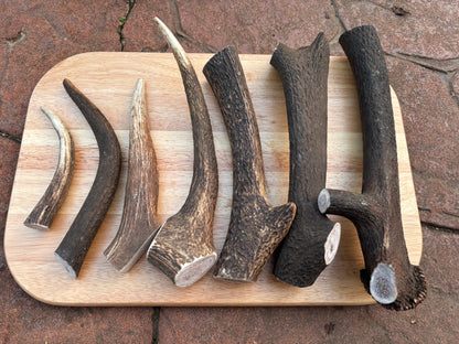 Scottish Deer Antler