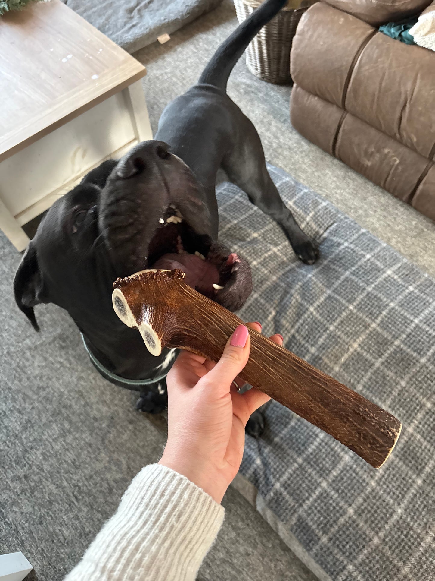 Scottish Deer Antler