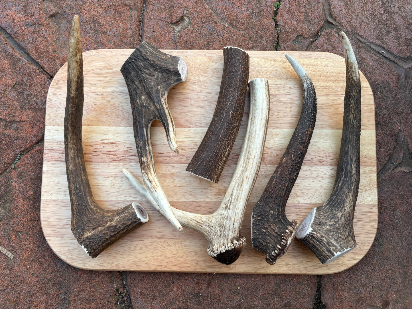 Scottish Deer Antler