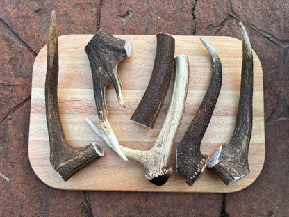 Scottish Deer Antler