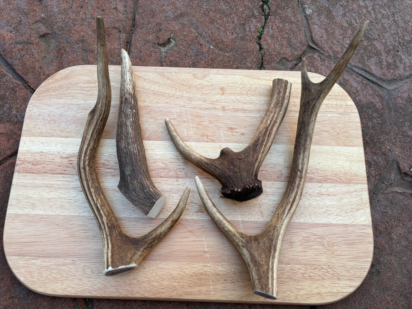 Scottish Deer Antler
