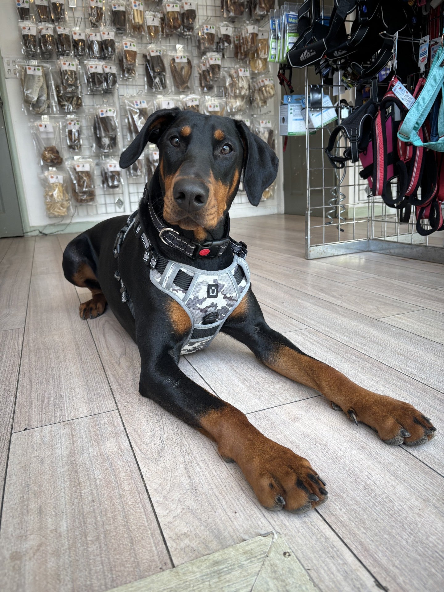Padded Harness