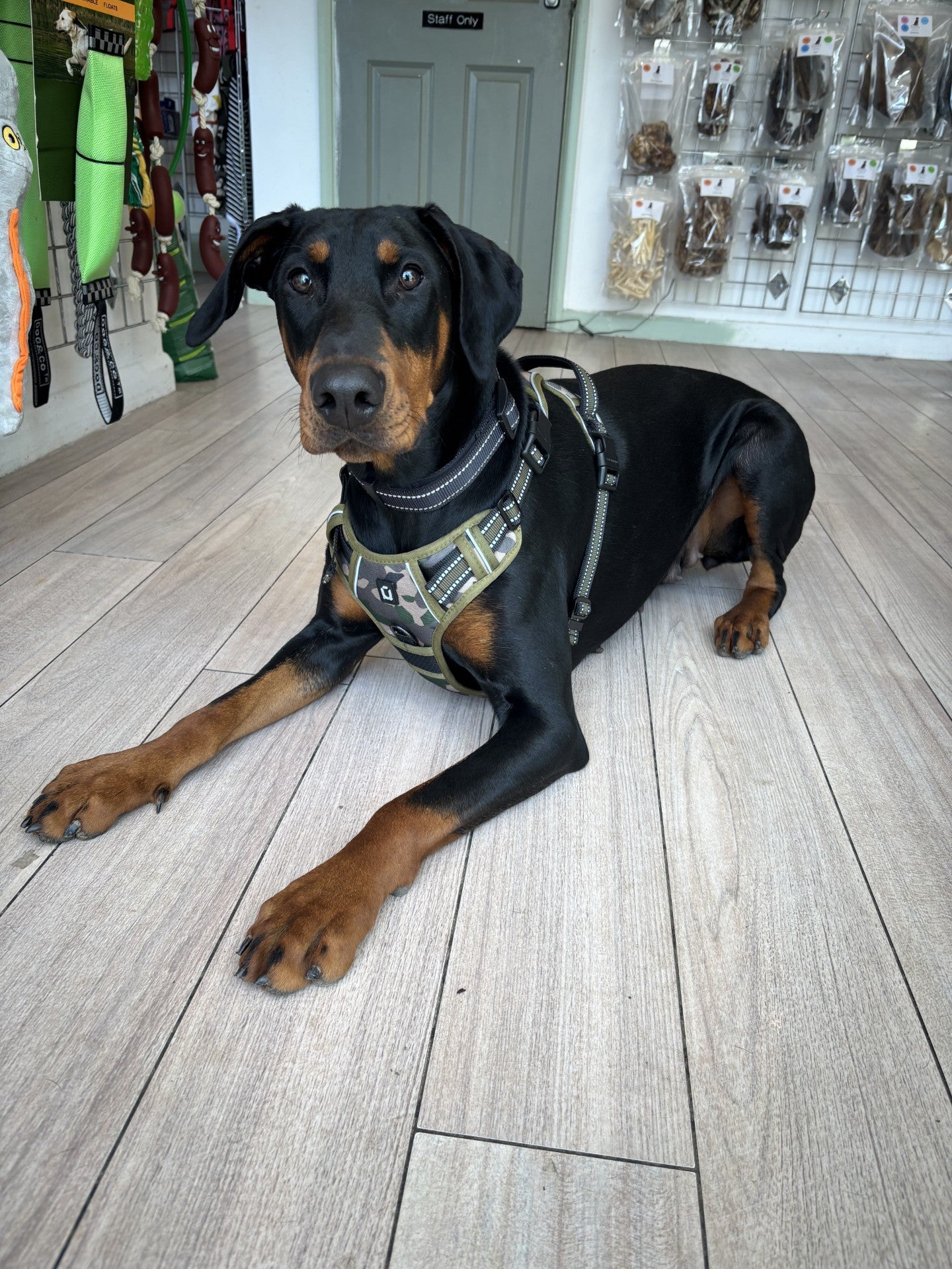 Padded Harness