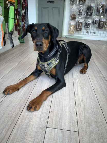 Padded Harness