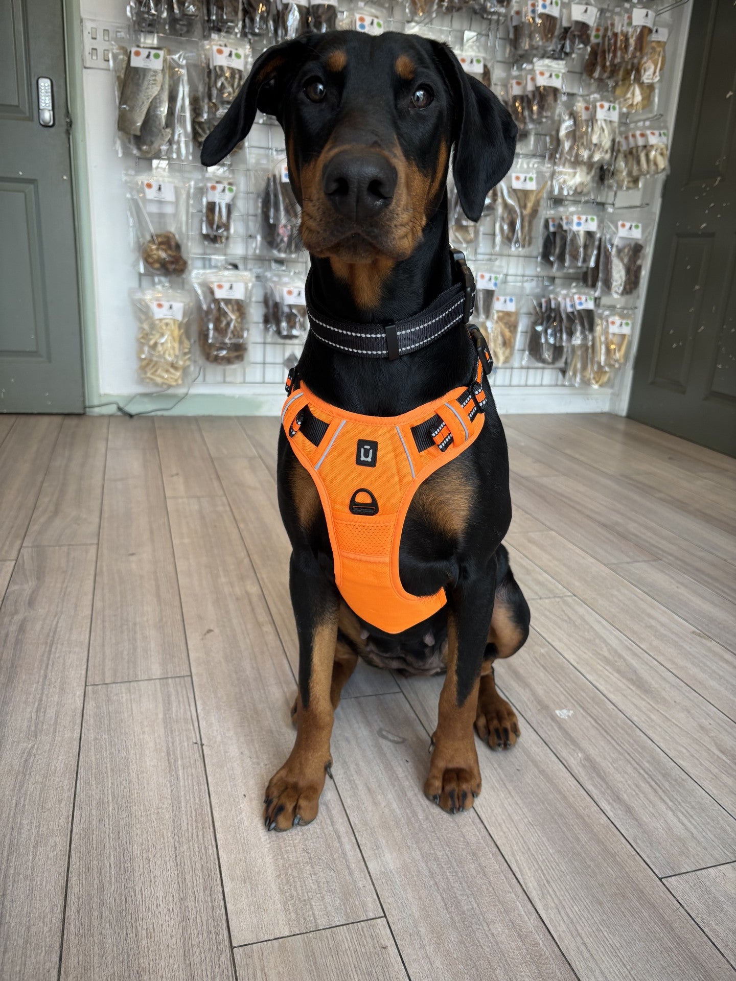 Padded Harness