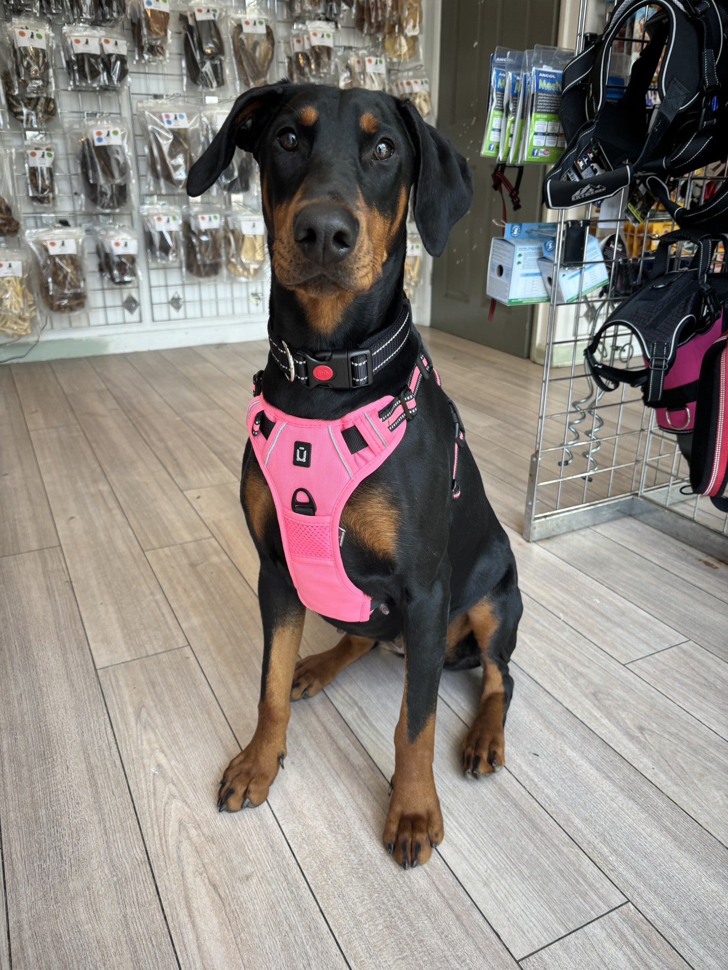 Padded Harness