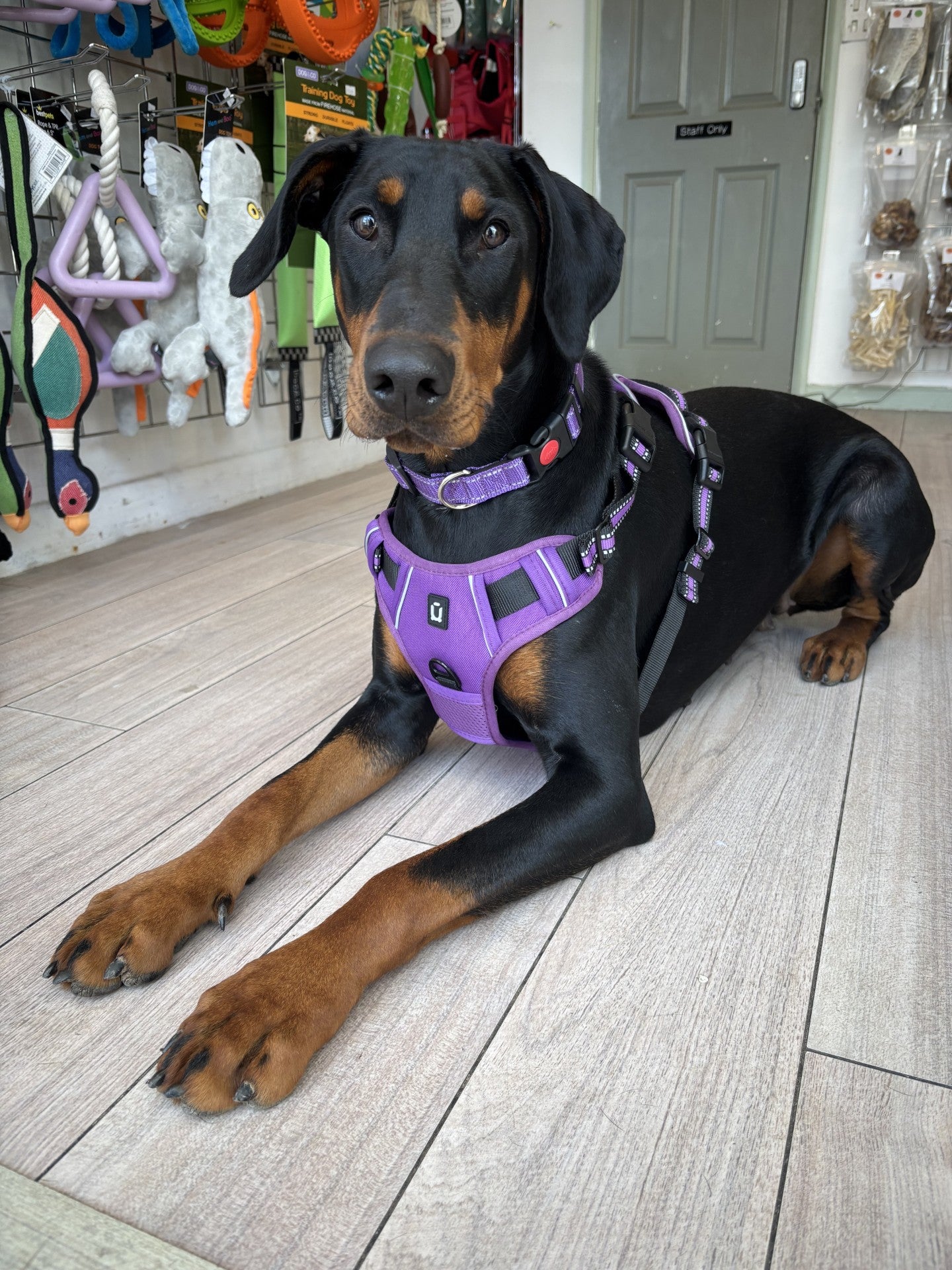 Padded Harness