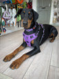 Padded Harness