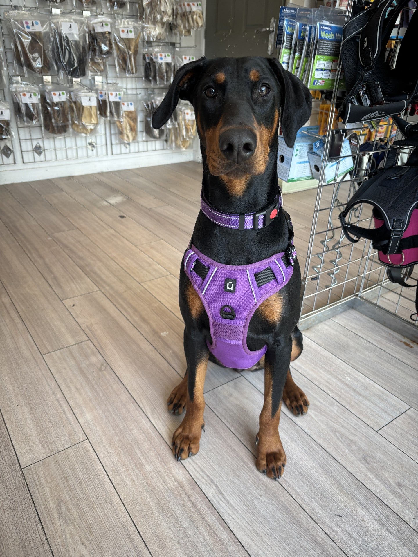 Padded Harness