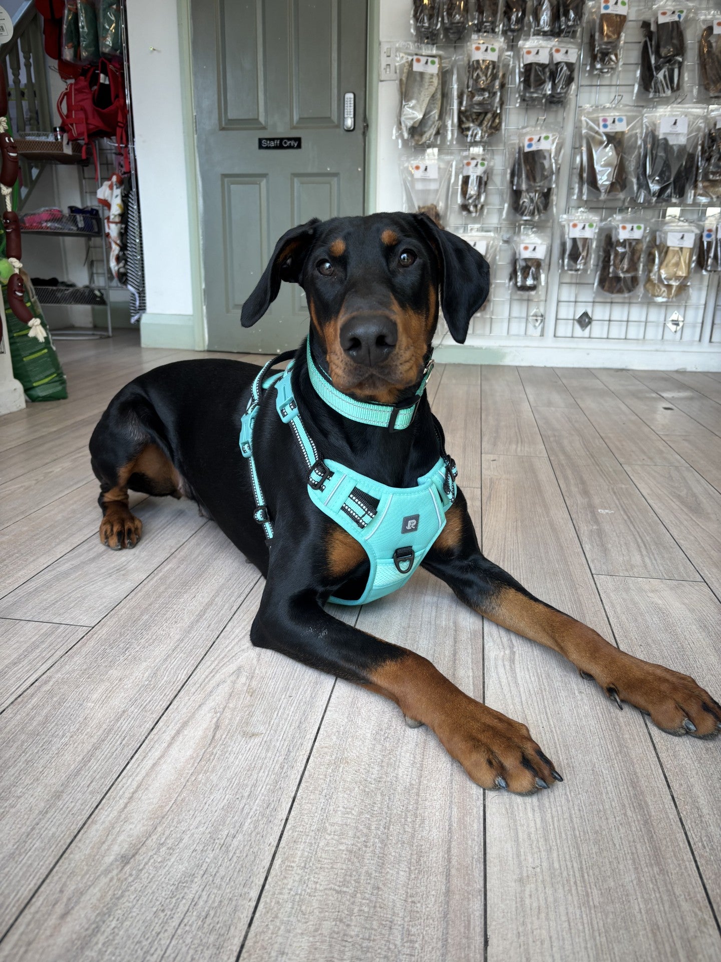 Padded Harness