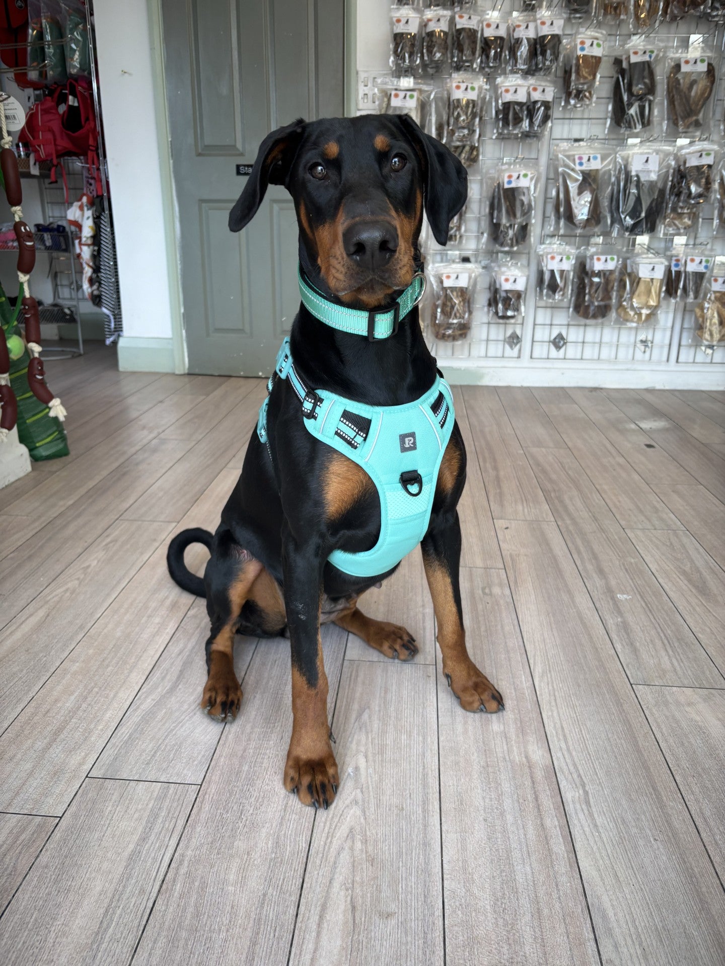Padded Harness