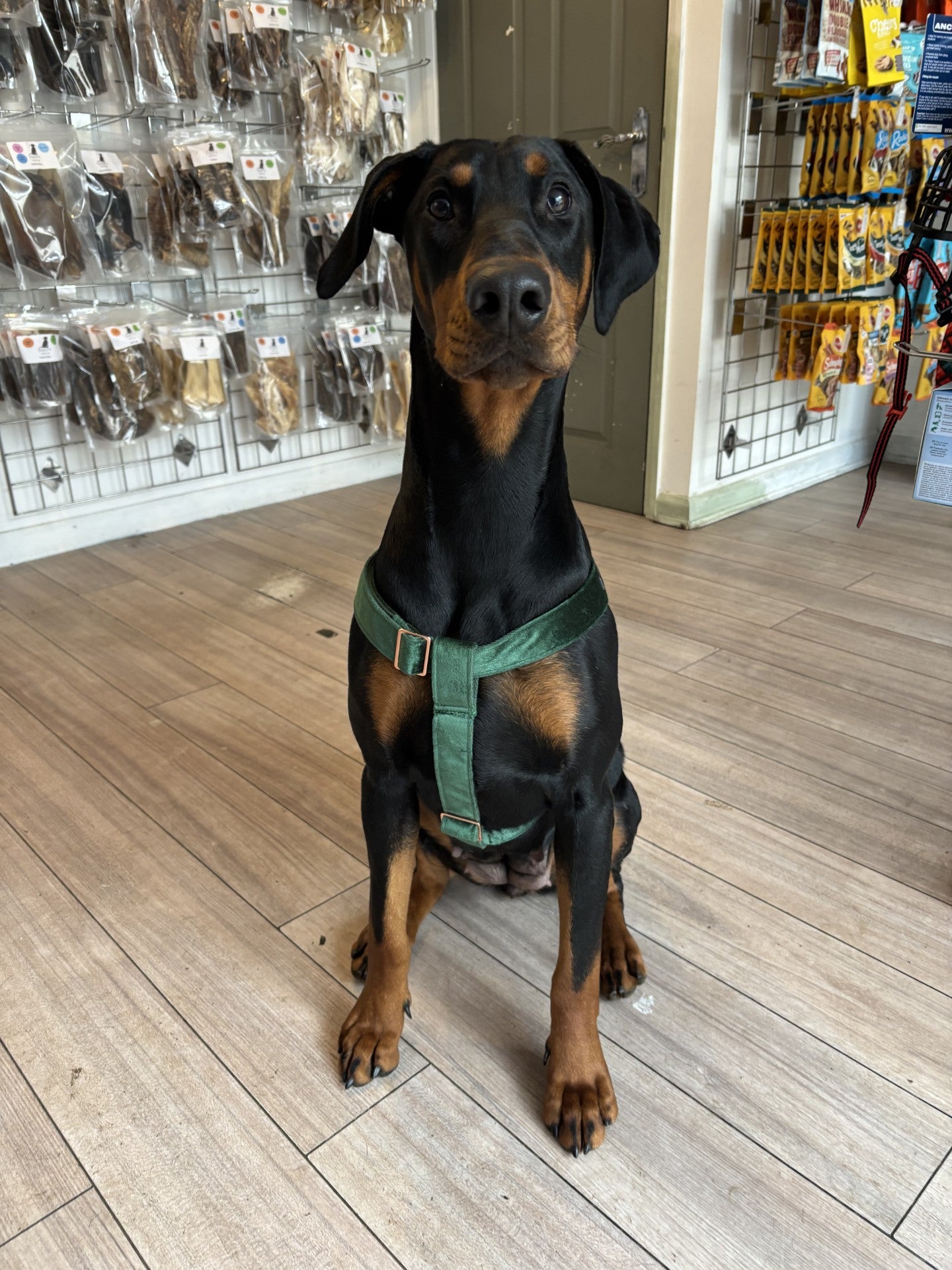 Velvet Step in Harness