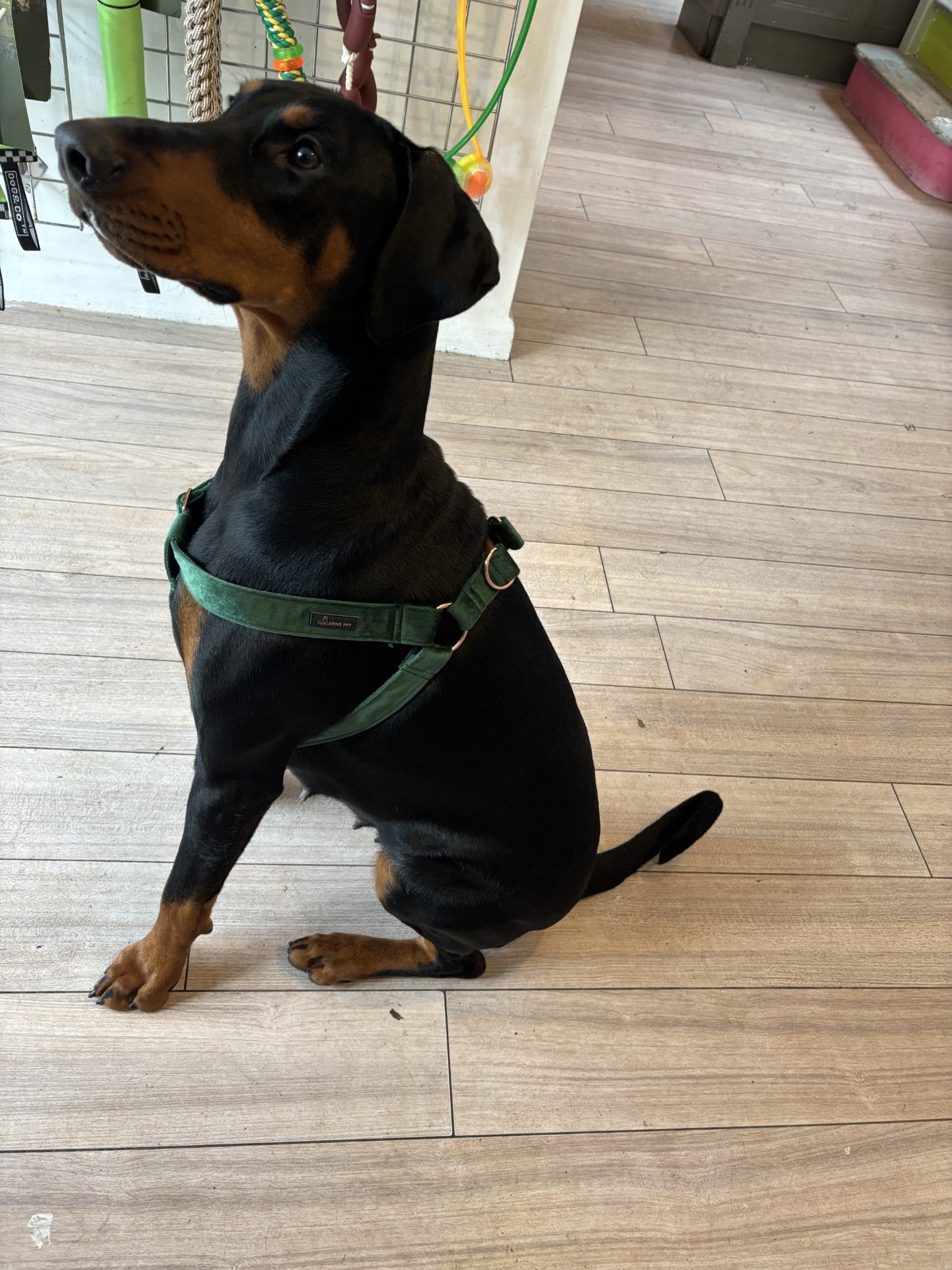 Velvet Step in Harness