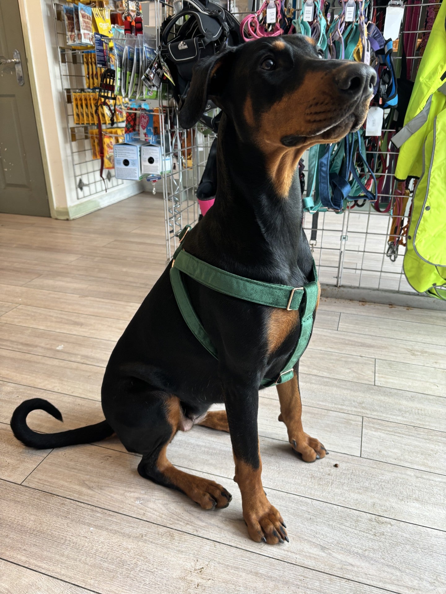 Velvet Step in Harness