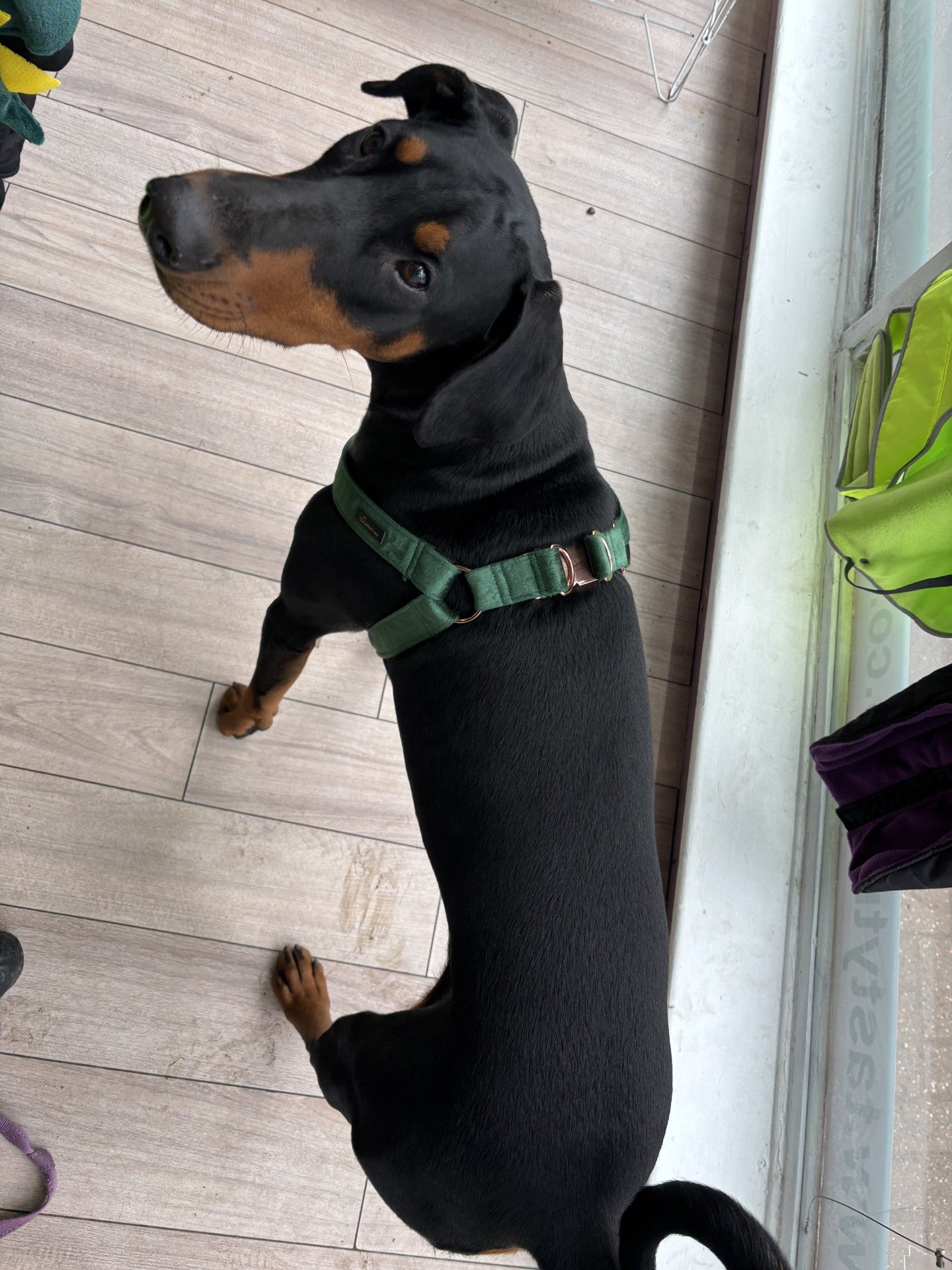 Velvet Step in Harness