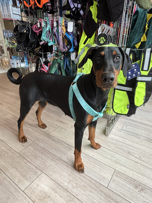 Velvet Step in Harness