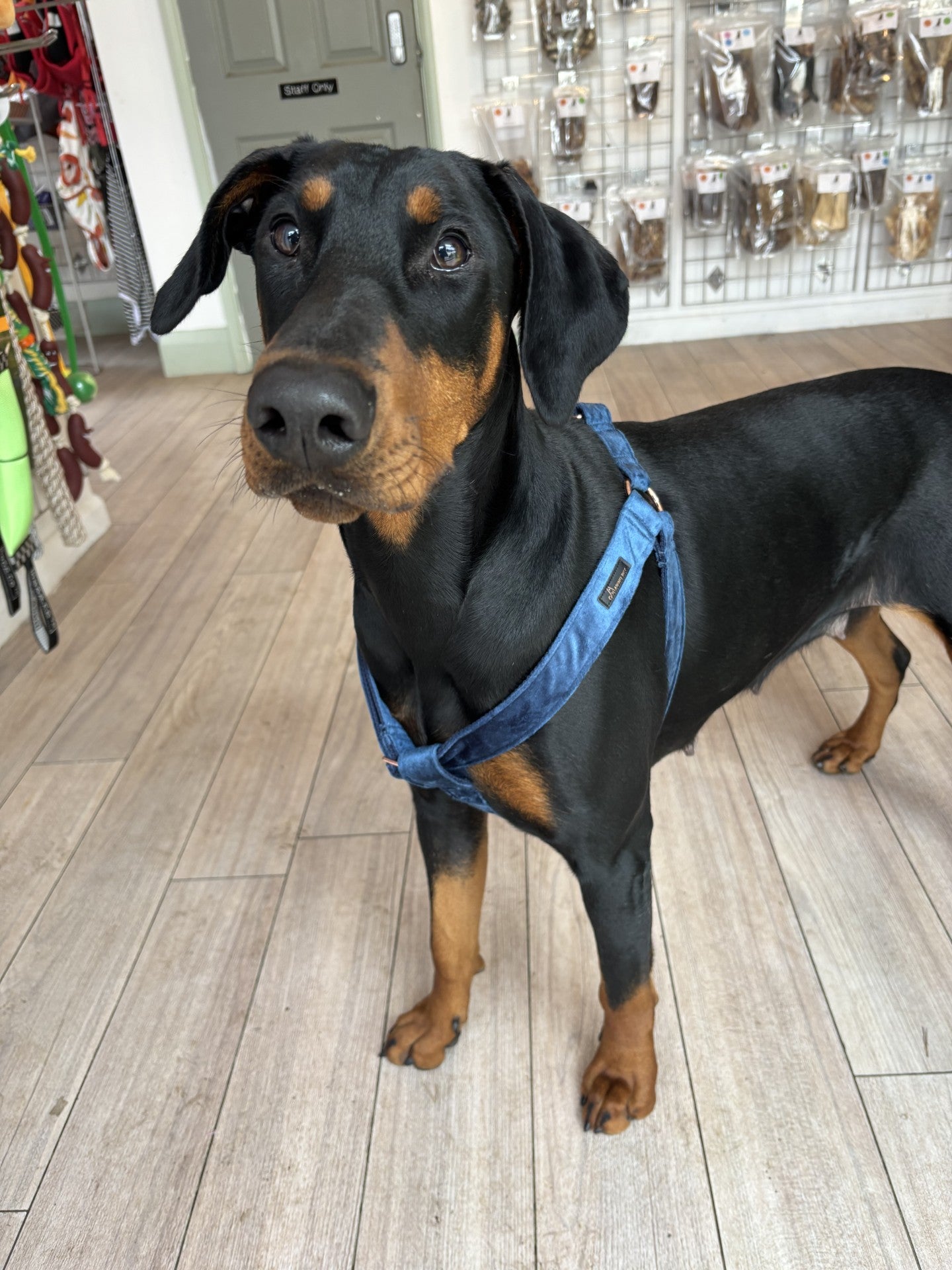 Velvet Step in Harness