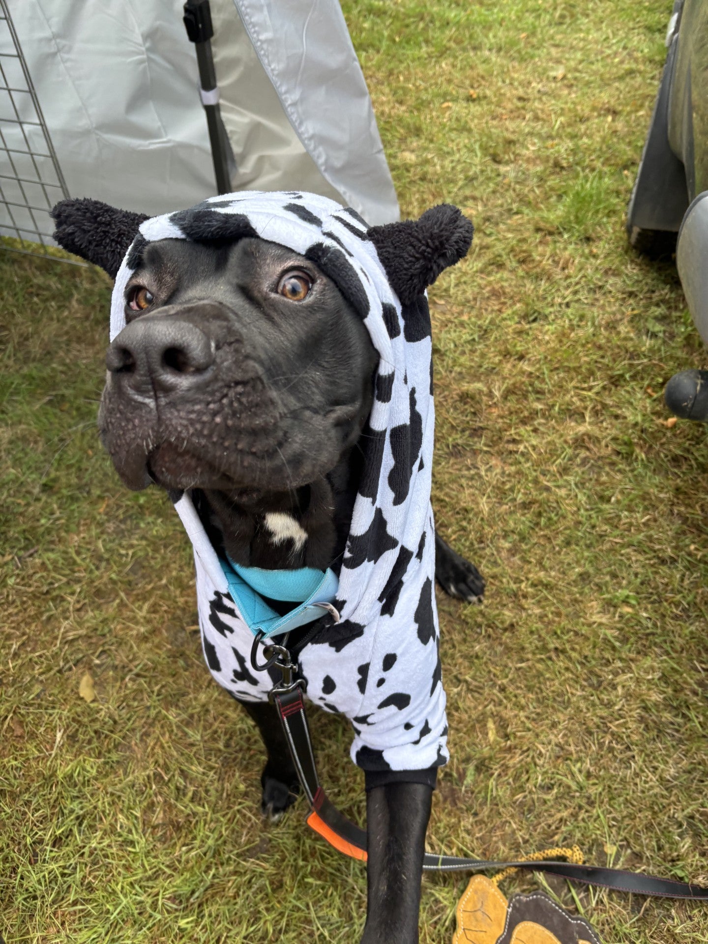 Cow Print Pyjamas