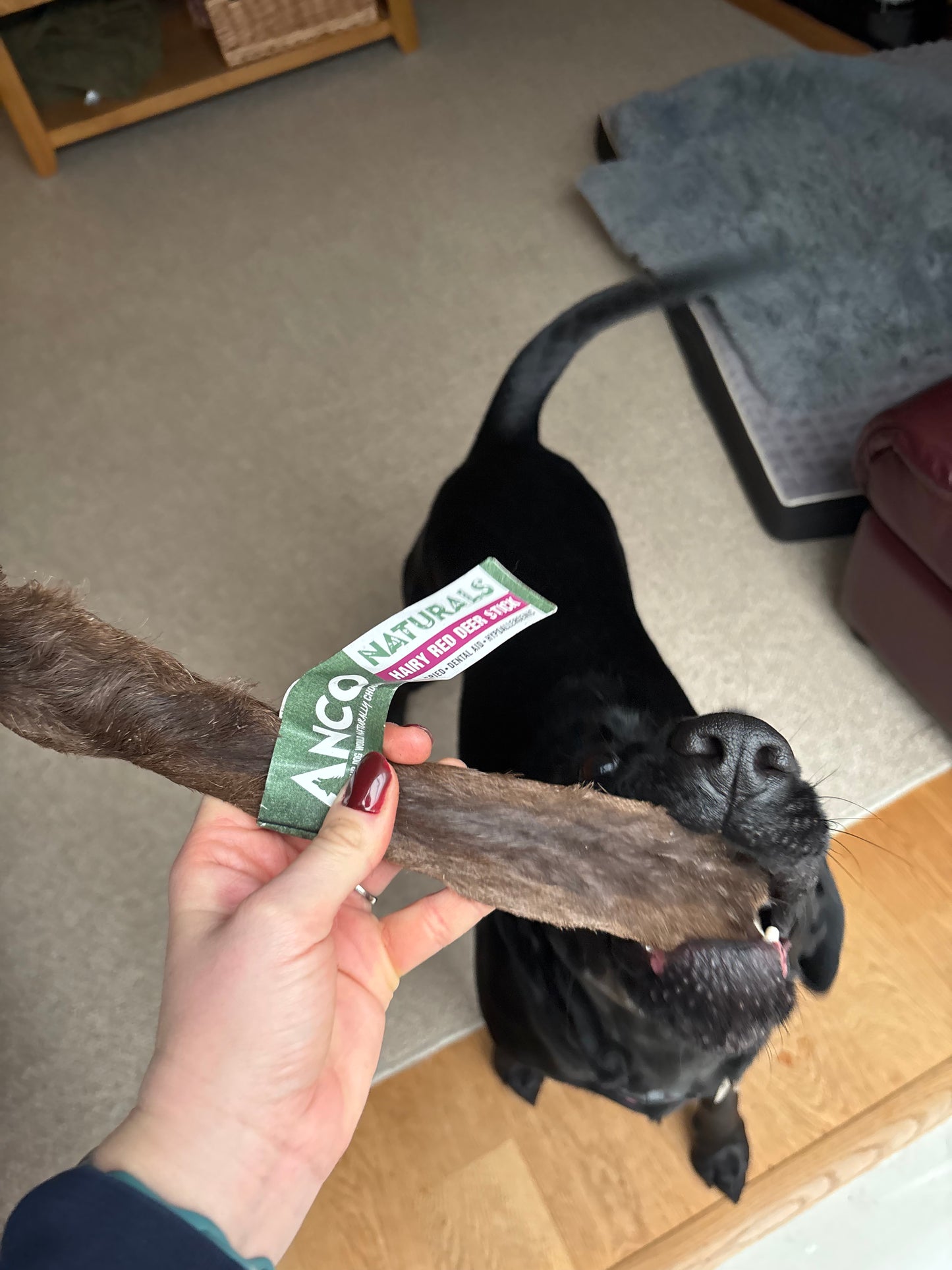 Large Hairy Red Deer Skins