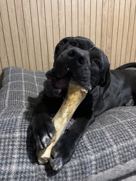 Ostrich Honeycomb Bone