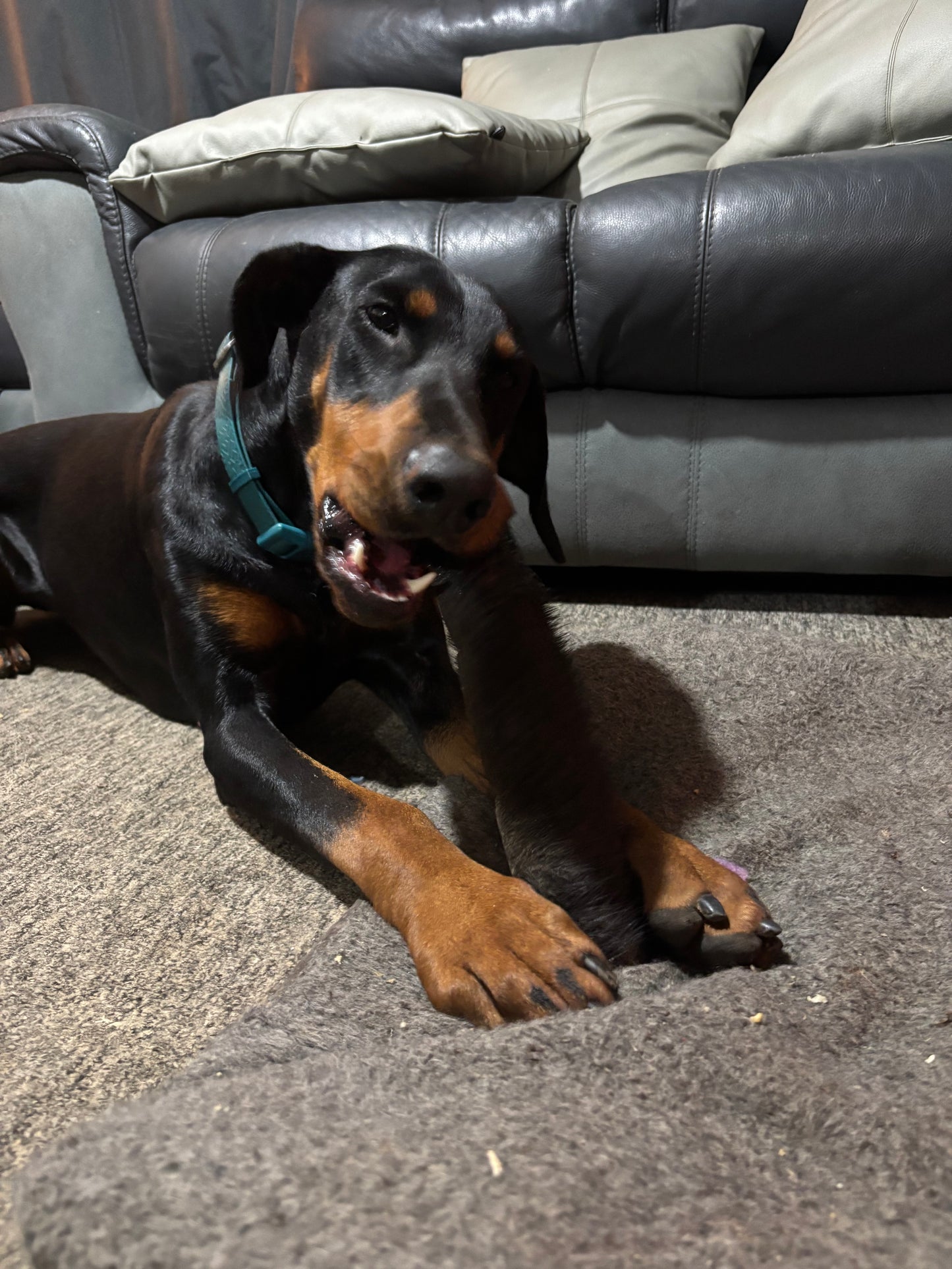 Large Hairy Buffalo Skin Rolls