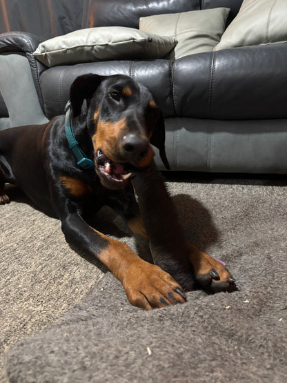 Large Hairy Buffalo Skin Rolls