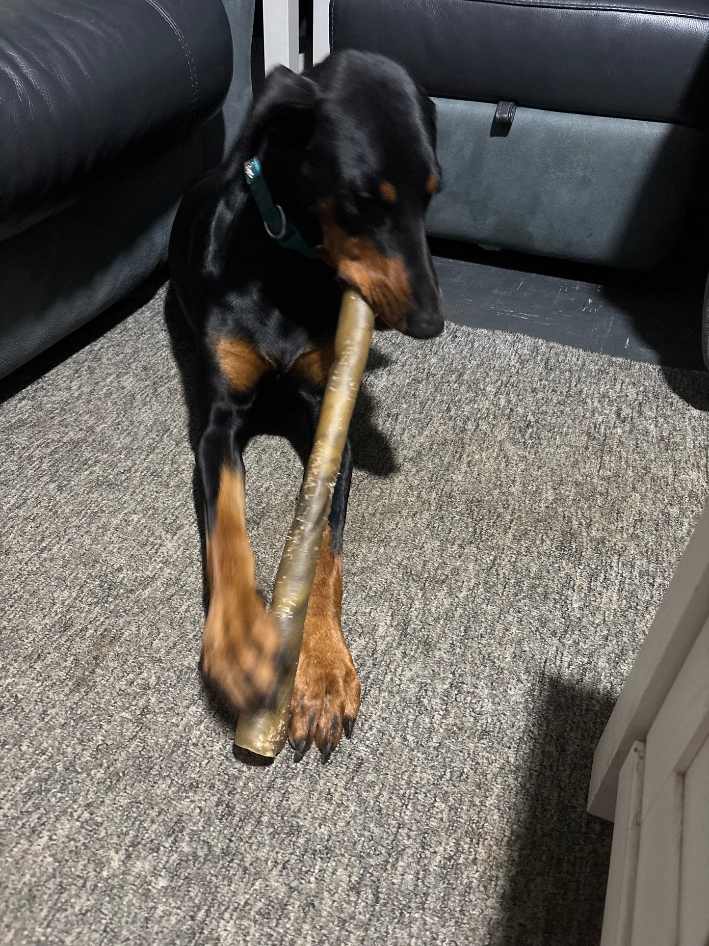 Giant Camel Skin Rolls