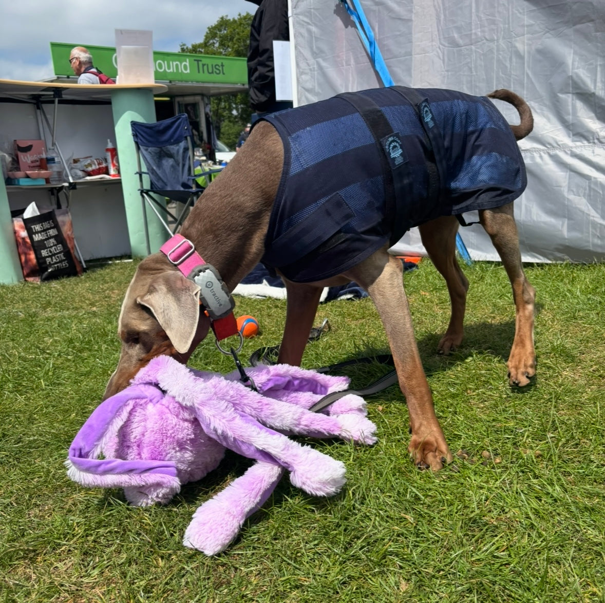 Animate Dog Cooling Coat