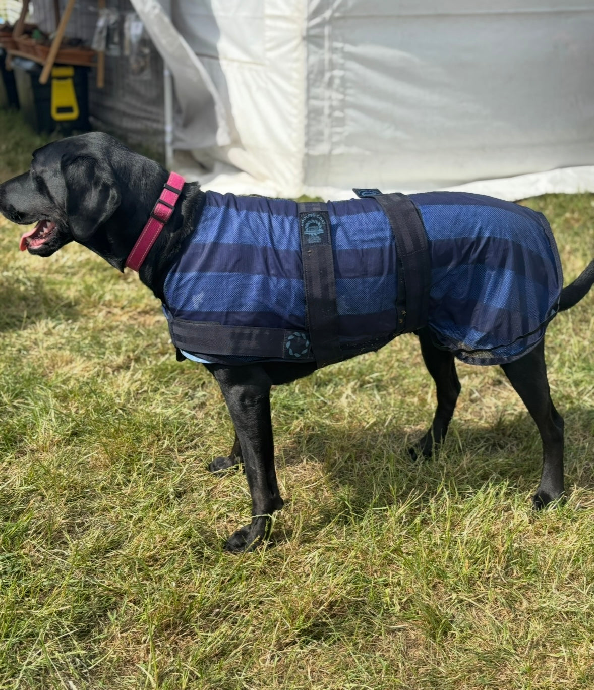 Animate Dog Cooling Coat