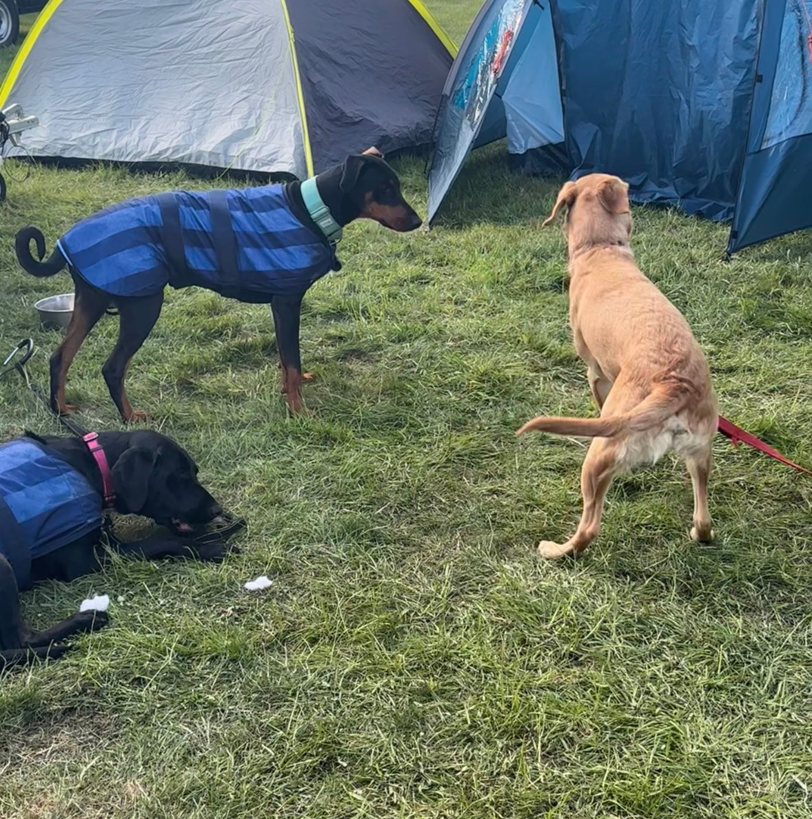 Animate Dog Cooling Coat