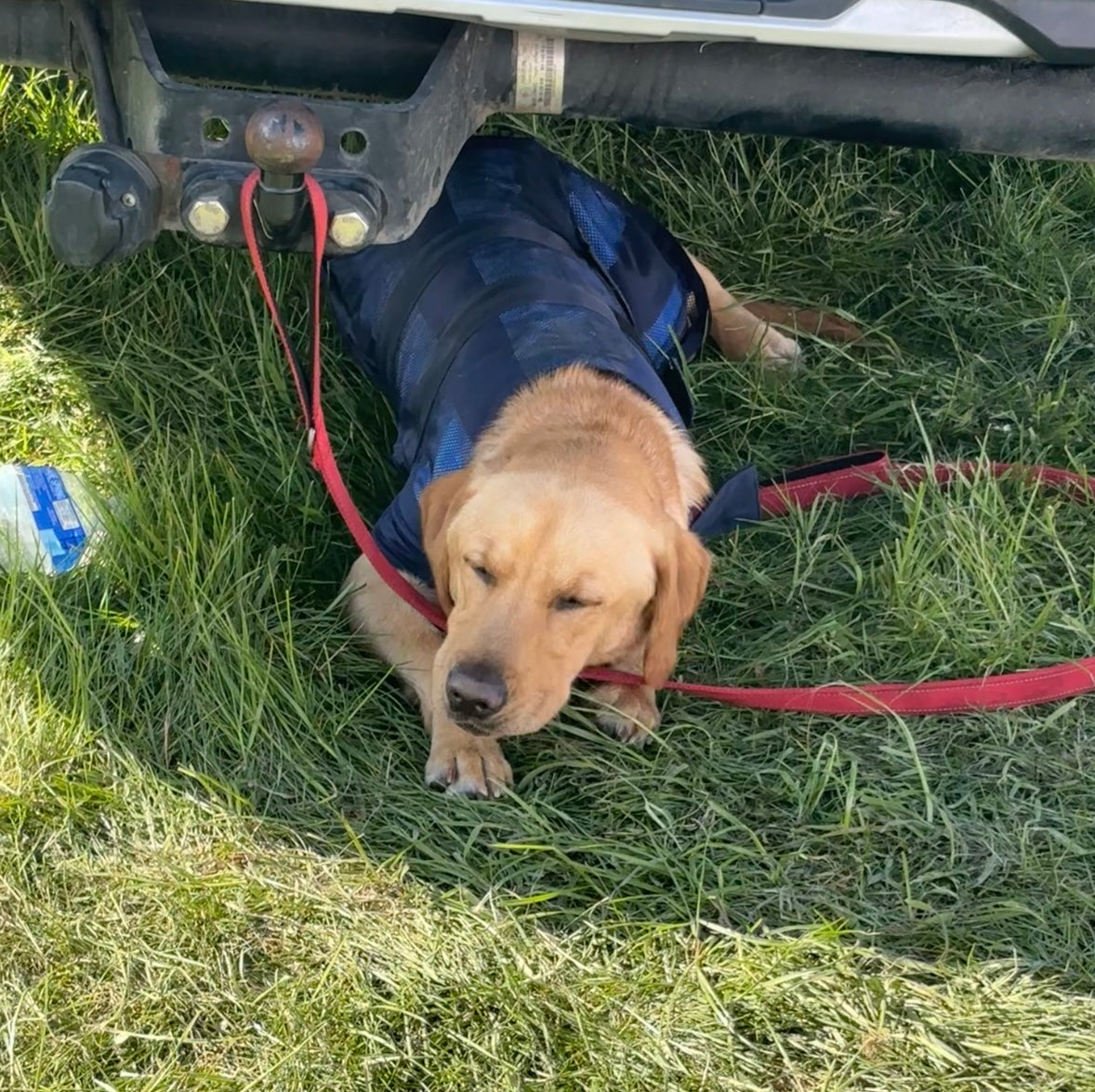 Animate Dog Cooling Coat