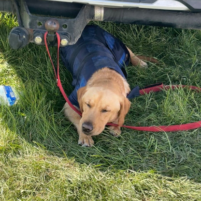 Animate Dog Cooling Coat