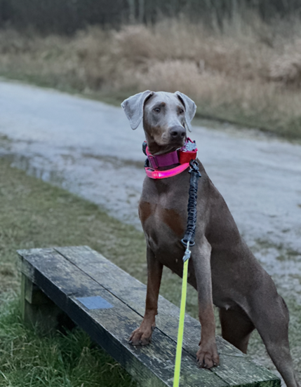 Light Up Dog Collar - USB Rechargable