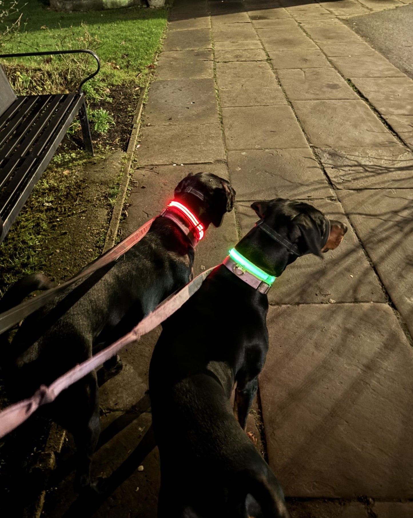 Light Up Dog Collar - Battery
