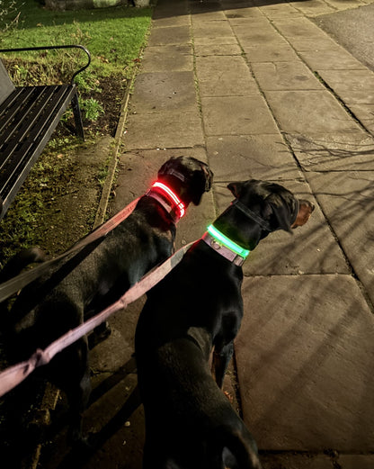 Light Up Dog Collar - Battery