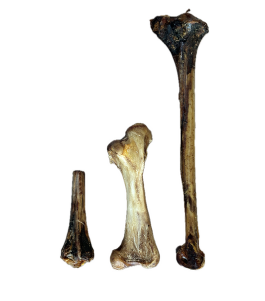 Ostrich Metatarsus Bone