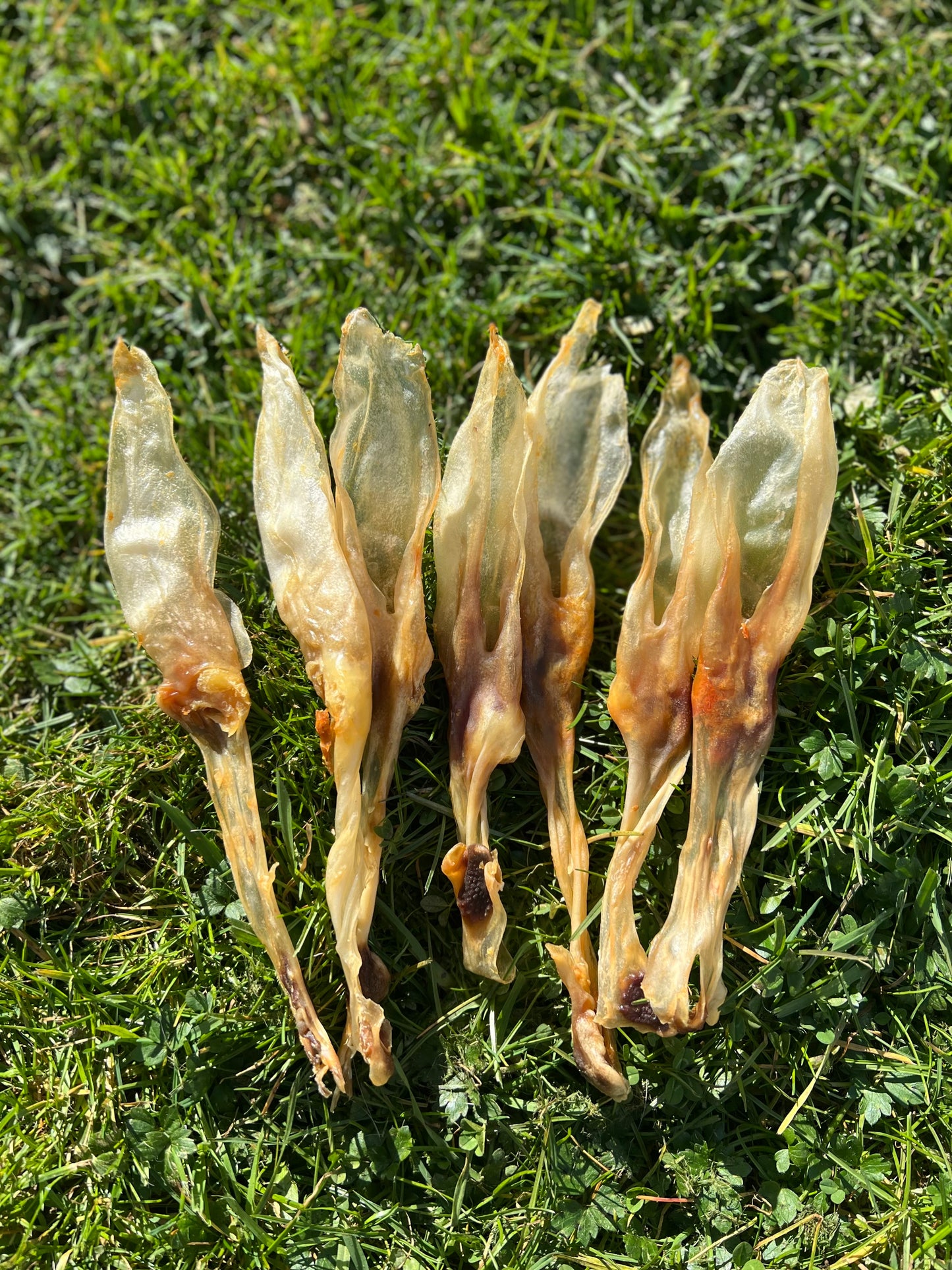 Rabbit Ears