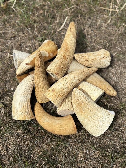 Cow Horn Marrow
