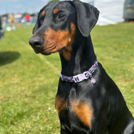 Purple Floral Patterned Adjustable Dog Collar All Breeds Various Sizes