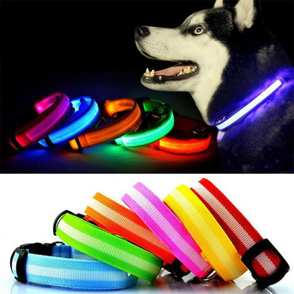 Light Up Dog Collar - Battery